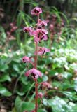Pyrola incarnata. Цветущее растение. Забайкалье, хребет Кодар. Конец июля-начало августа.