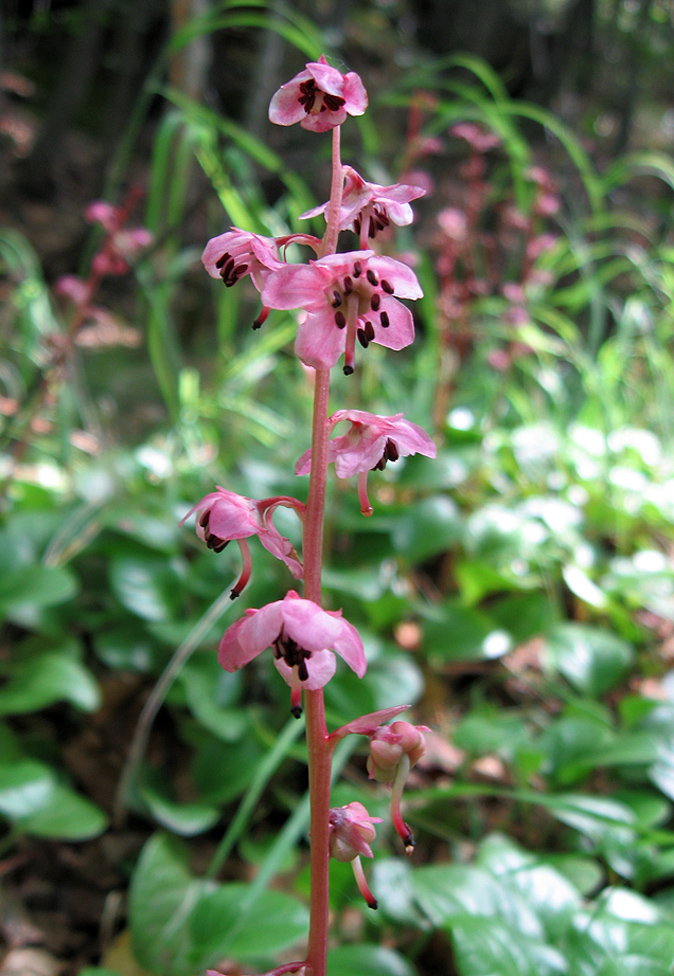 Изображение особи Pyrola incarnata.