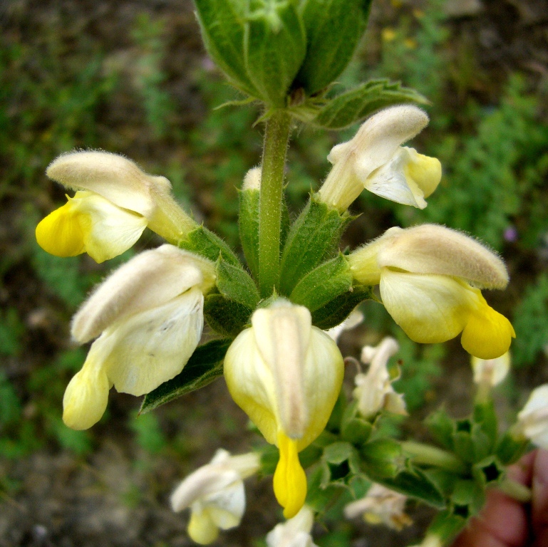 Image of Phlomoides labiosa specimen.