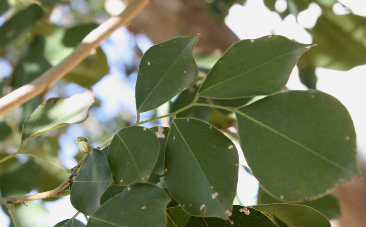 Изображение особи Dalbergia sissoo.