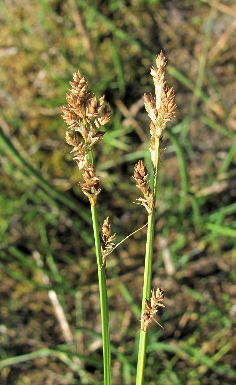 Изображение особи Carex canescens.