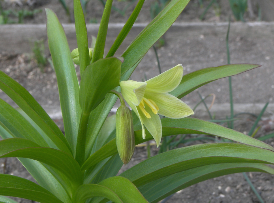 Image of Fritillaria raddeana specimen.