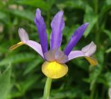 genus Iris. Цветок. Московская обл., дачный участок. 24.06.2001.