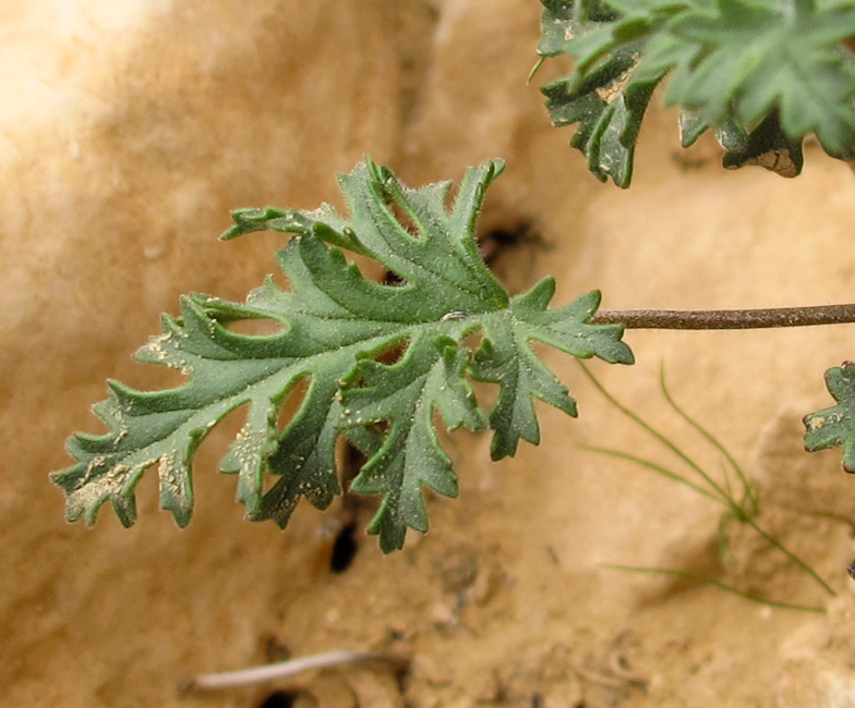 Image of Erodium crassifolium specimen.