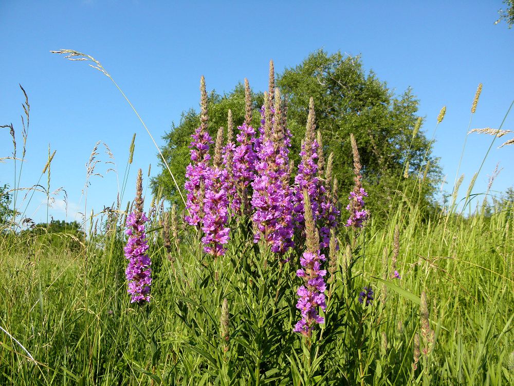 Image of Lythrum salicaria specimen.