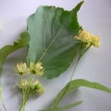 Tilia cordata