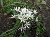 Ornithogalum refractum