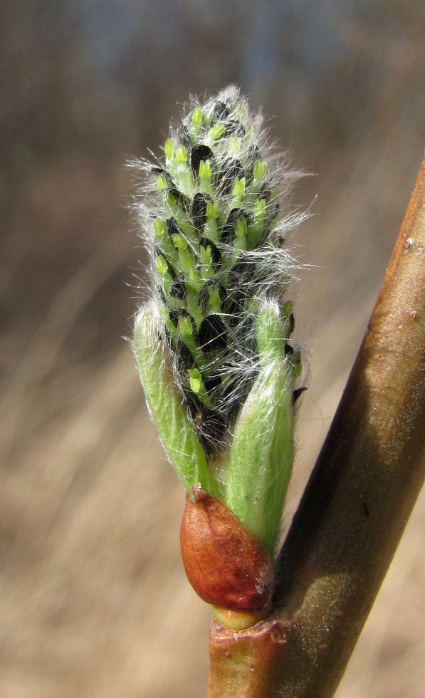 Image of Salix cinerea specimen.