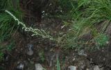 genus Artemisia. Цветущее растение. Бурятия, Тункинские Гольцы, окр. с. Аршан. 20.07.2011.