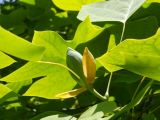 Liriodendron tulipifera. Верхушка побега с бутоном. Южный берег Крыма, Никитский ботанический сад. 22 мая 2012 г.