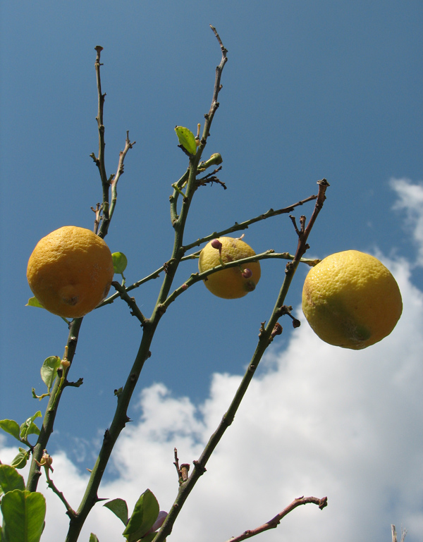 Изображение особи Citrus limon.