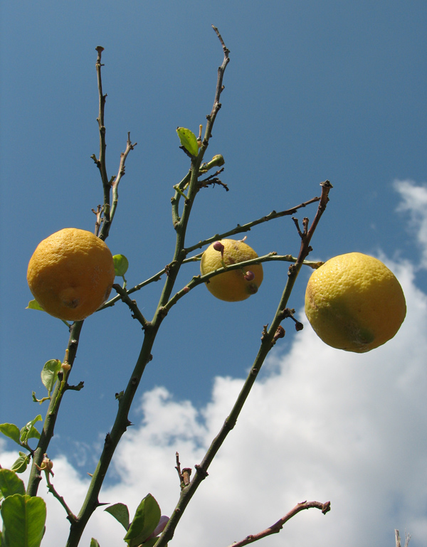 Image of Citrus limon specimen.