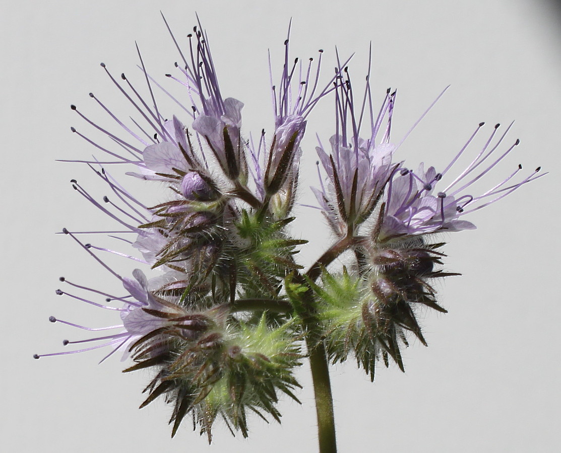 Image of Phacelia tanacetifolia specimen.
