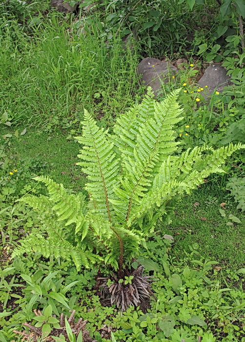 Image of Dryopteris crassirhizoma specimen.