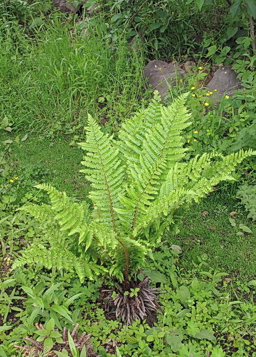 Изображение особи Dryopteris crassirhizoma.