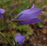 Campanula rotundifolia ssp. hispanica