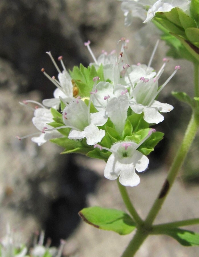 Image of Origanum vulgare specimen.