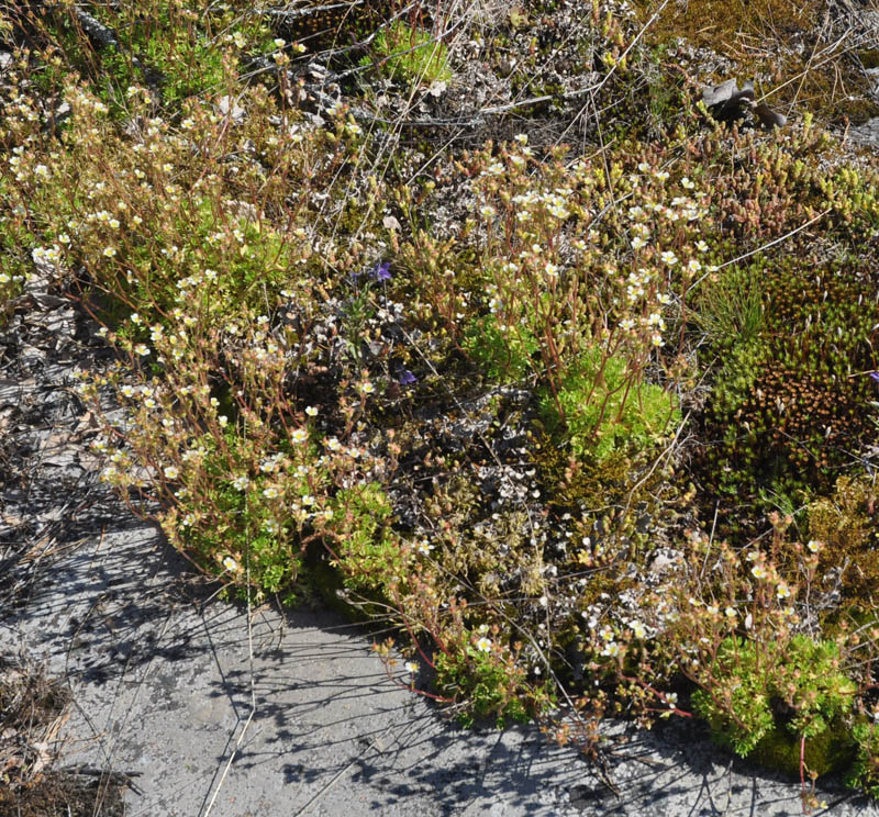 Изображение особи Saxifraga cespitosa.