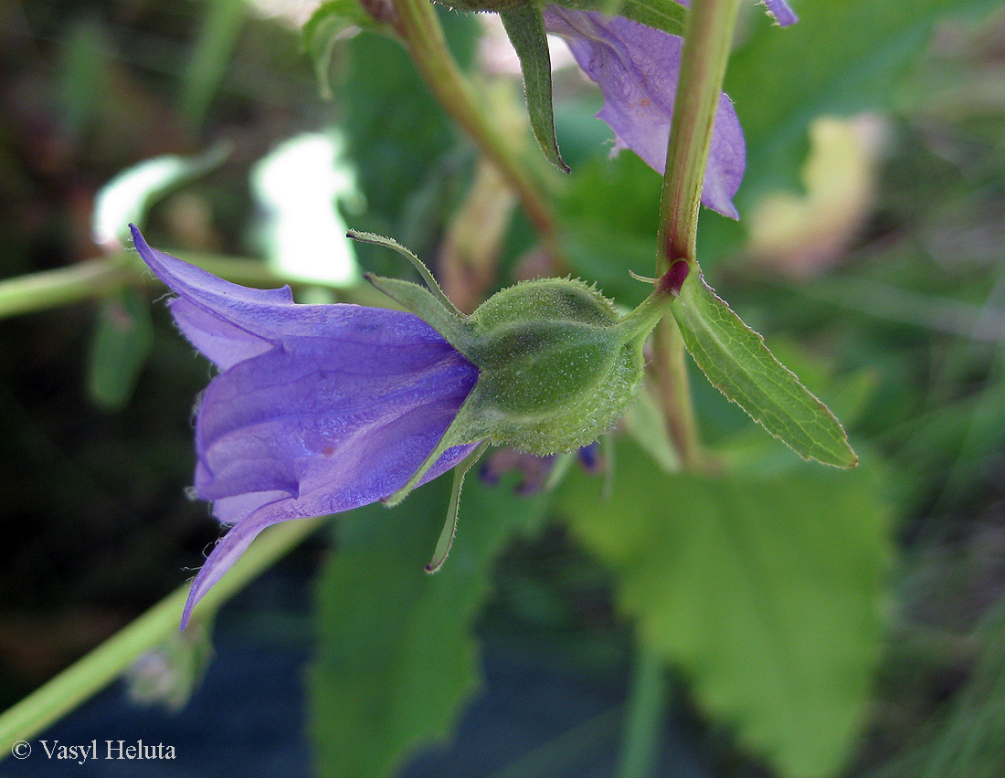 Изображение особи род Campanula.