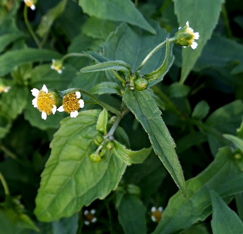 Image of Galinsoga parviflora specimen.