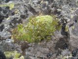 Draba bryoides. Плодоносящее растение. Кабардино-Балкария, южный склон пика Терскол, 2800 м н.у.м. 14.07.2012.