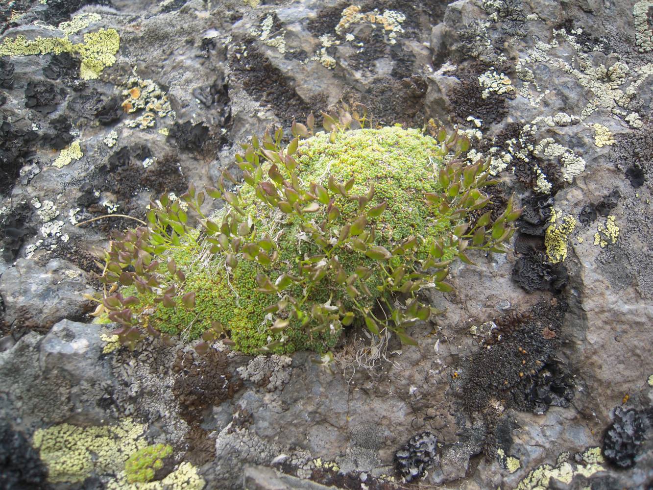 Изображение особи Draba bryoides.