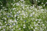 Stellaria nemorum. Цветущие растения на опушке леса (вместе с Veronica chamaedrys). Московская область, Истринский район, Павловская слобода. 12.06.2008.