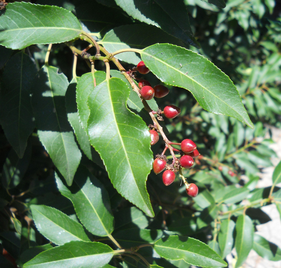 Изображение особи Lauro-cerasus lusitanica.