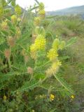 Astragalus maximus