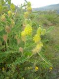 Astragalus maximus. Верхушки побегов с соцветиями. Кабардино-Балкария, урочище Джилы-Су, ≈ 2400 м н.у.м. 23.07.2012.