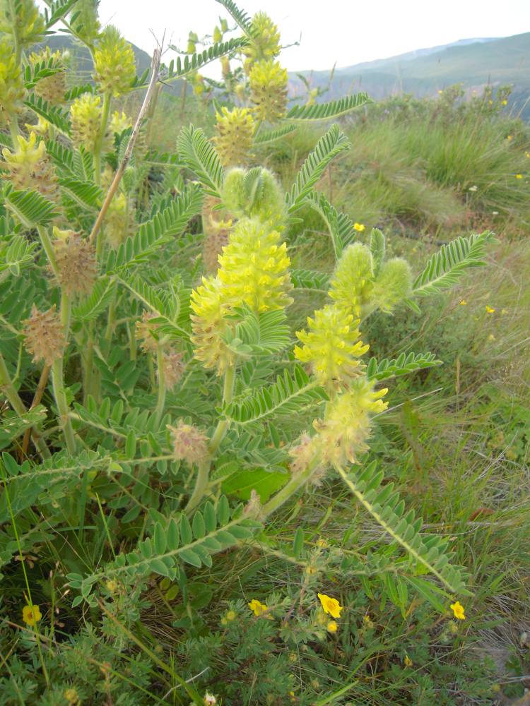 Изображение особи Astragalus maximus.