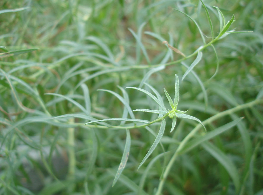 Image of Artemisia dracunculus specimen.