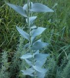 Linaria genistifolia. Часть побега. Украина, г. Одесса, морское побережье. 17.06.2012.