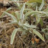 Salvia officinalis