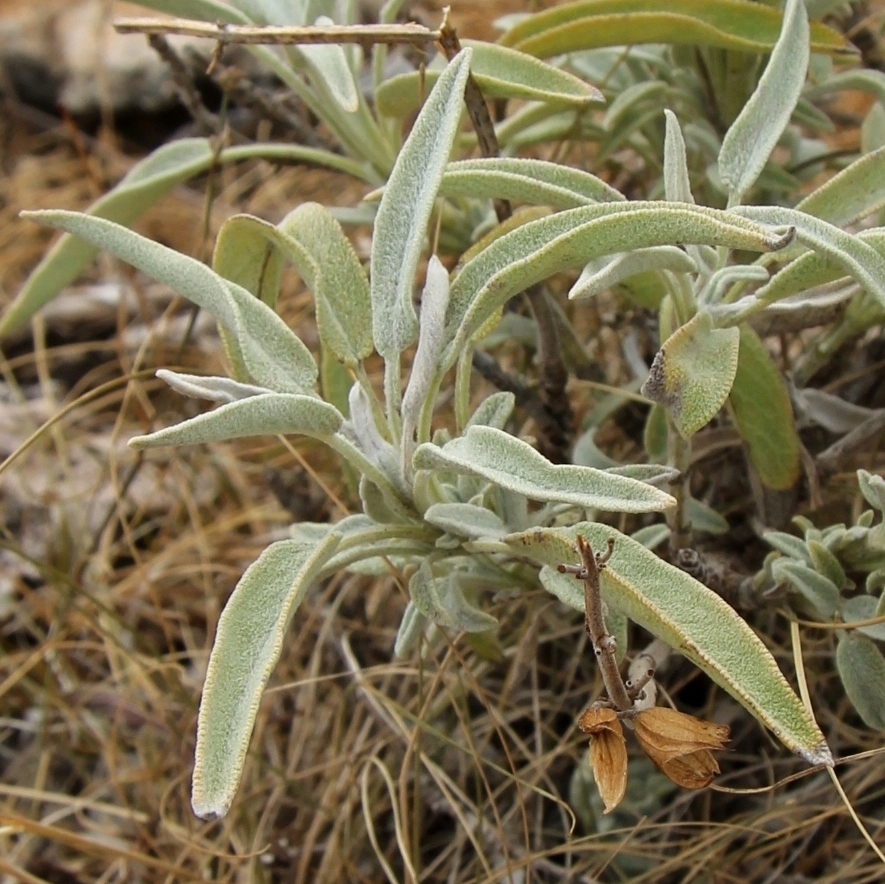 Изображение особи Salvia officinalis.