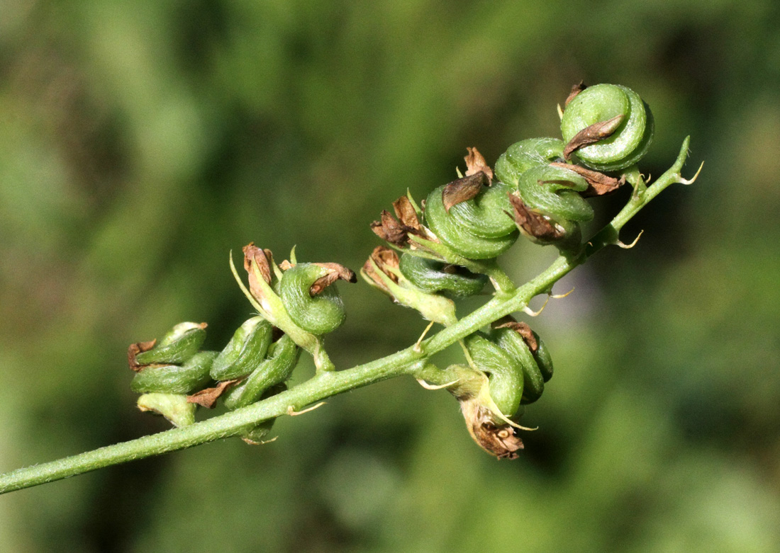 Изображение особи Medicago sativa.