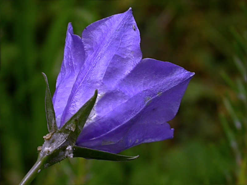 Изображение особи Campanula persicifolia.