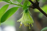 Lonicera edulis. Соцветие. Московская обл., Раменский р-н, окр. дер. Хрипань, дачный участок. 15.05.2006.