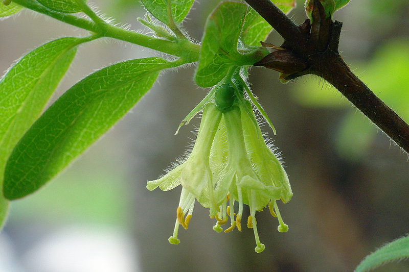 Image of Lonicera edulis specimen.