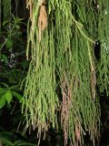 Dacrydium cupressinum