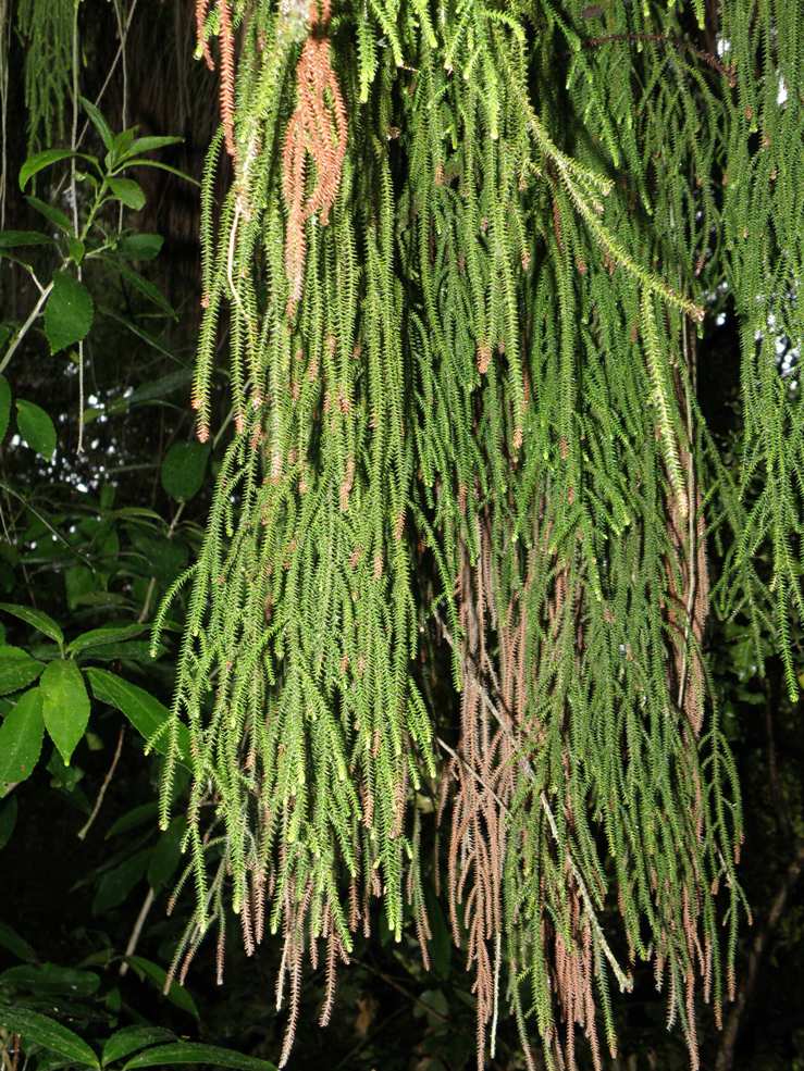 Image of Dacrydium cupressinum specimen.