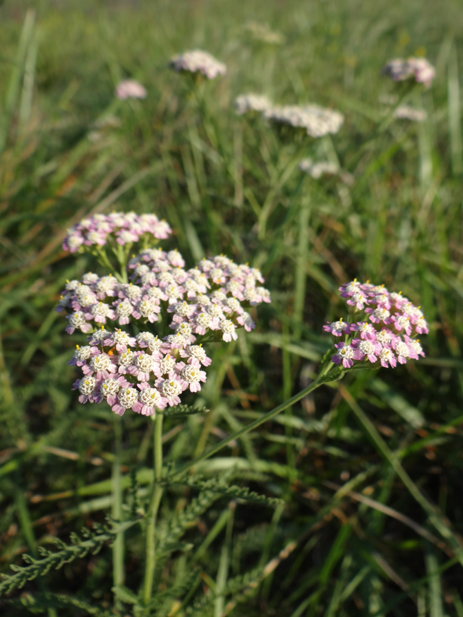 Изображение особи Achillea euxina.