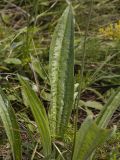 Plantago urvillei