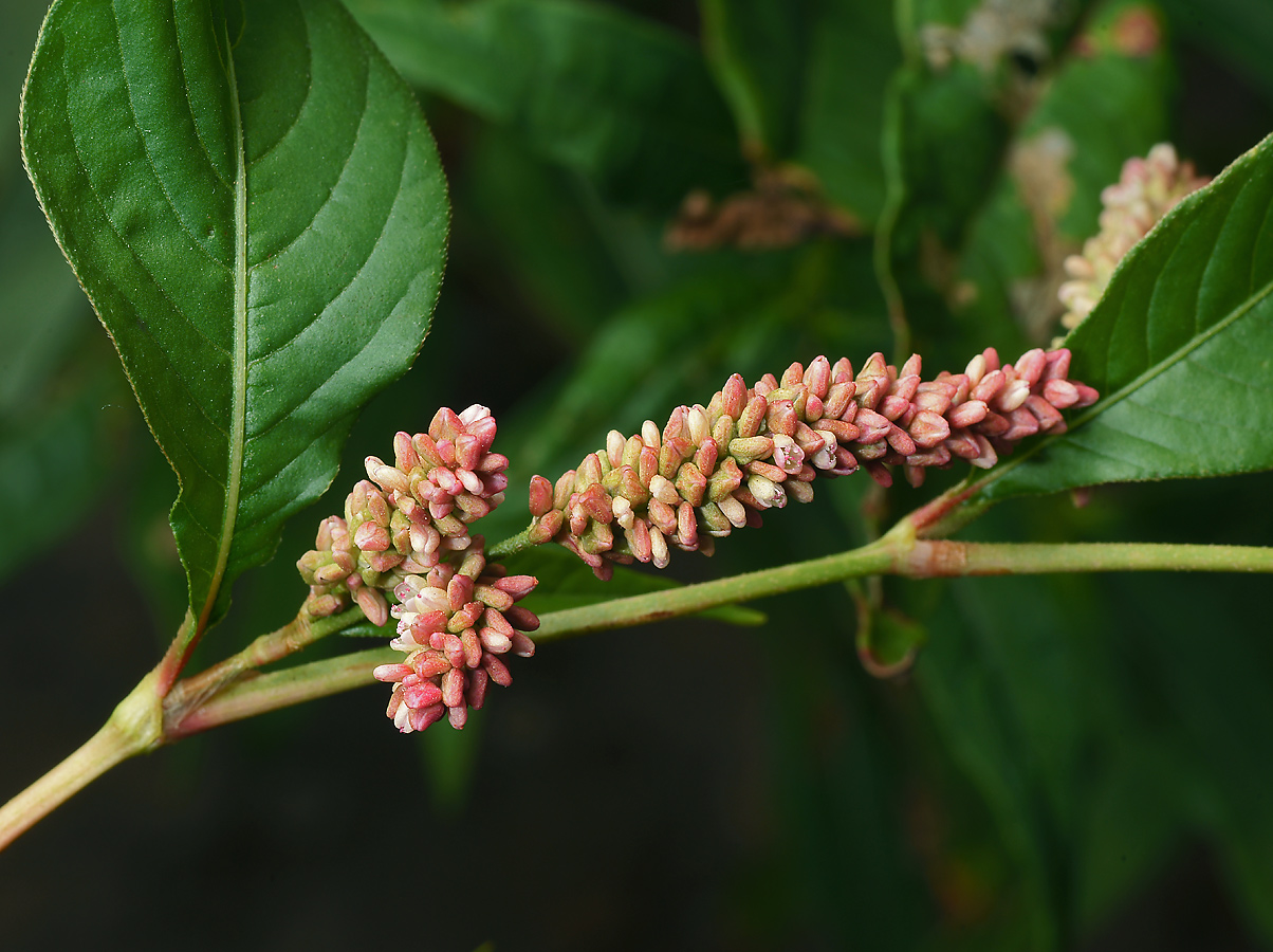 Image of Persicaria × lenticularis specimen.