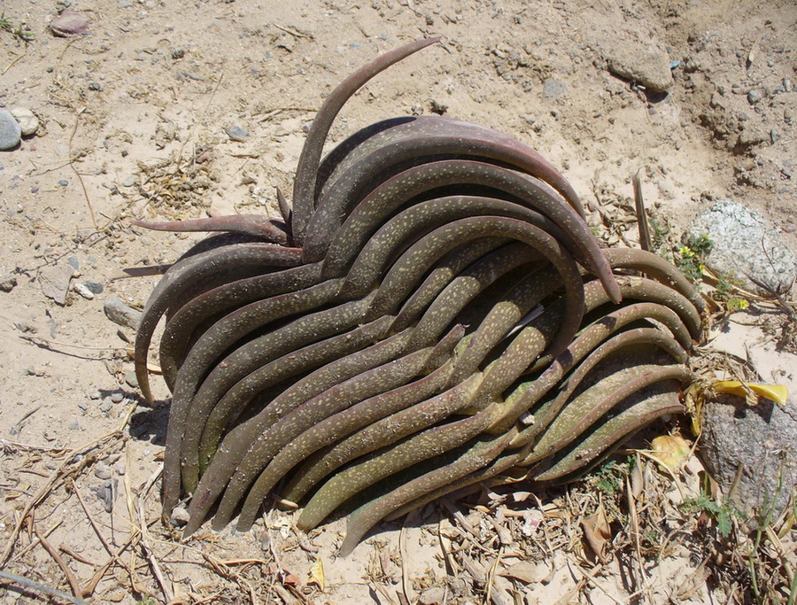 Image of genus Gasteria specimen.