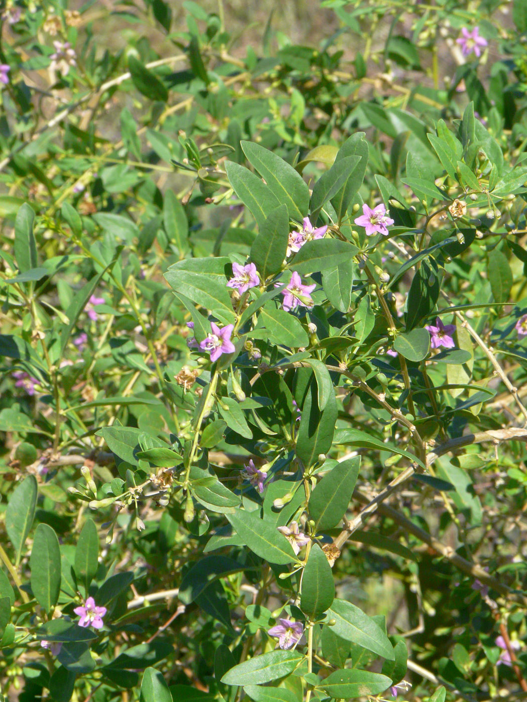 Изображение особи Lycium barbarum.