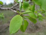 Syringa amurensis