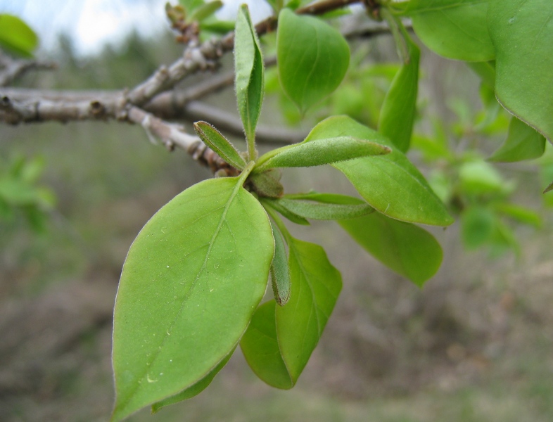 Image of Syringa amurensis specimen.