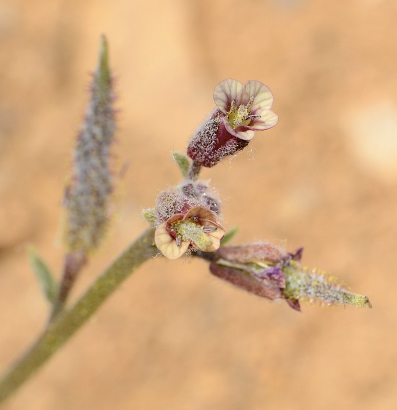 Image of Anchonium billardierei specimen.