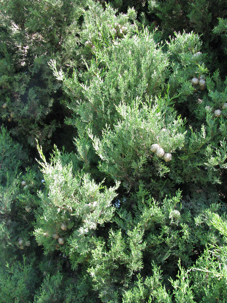 Image of Cupressus sempervirens specimen.